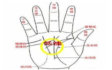 有老公疼的女性美好手相 太阳丘丰满拱起