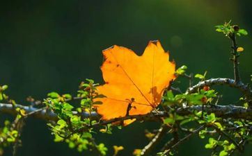 立秋节气的风俗及生果