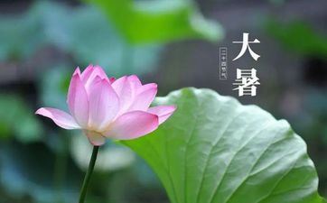 大暑池畔赏红莲,婀娜多姿水中天是什么意思