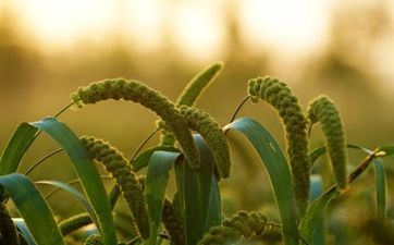 立秋气候会凉爽点吗 立秋太阳直射点方位