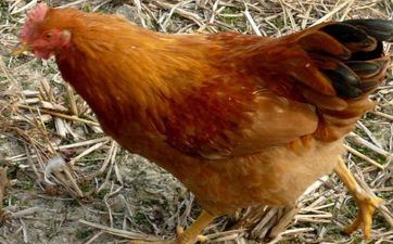 2024年11月21日属相鸡五行穿衣攻略