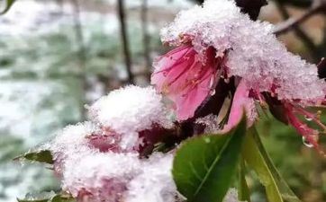 二十四节气中惊蛰的蛰是什么意思 惊蛰这个节气代表什么 二十四节气中惊蛰的蛰是什么意思 惊蛰这个节气代表什么