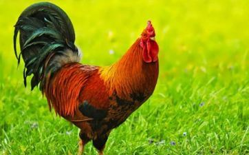 属鸡人2023年合适成婚吗 属鸡人2023年学业怎么