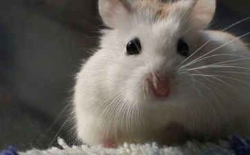 2022年八月属相鼠健康日子攻略 精力充沛热血满溢 2022年八月属相鼠健康日子攻略 精力充沛热血满溢