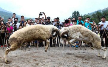 属羊人”三不碰“ 一碰穷子孙 一代比一代“懦弱”