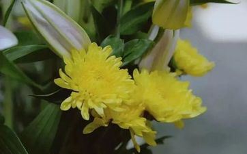 清明节上坟送几朵菊花好 上坟菊花多少支为宜