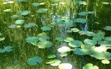 小面条代表什么意思,冬至饺子夏至面是什么说法?