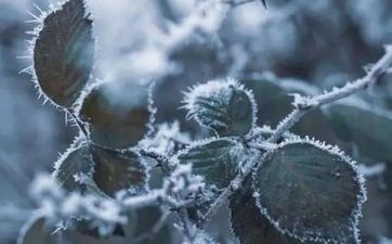 霜降节气的饮食风俗及气候特色 霜降节气的饮食风俗及气候特色