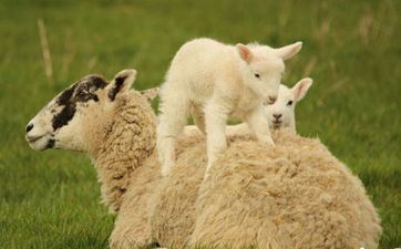 属羊2022年12月提车好日子一览表 属羊2022年12月提车好日子查询