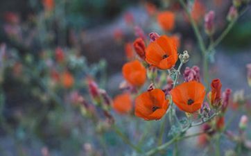 清明节上坟能用橘色的花吗