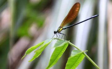 惊蛰吃梨有什么说法