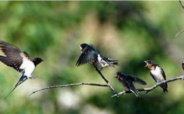 捅了燕子窝怎么弥补