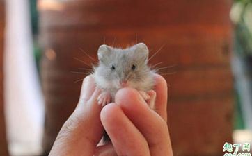 2024年11月3日属相鼠五行穿衣攻略