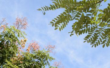 秋老虎摄生忌讳有哪些 饮食运动要科学规则