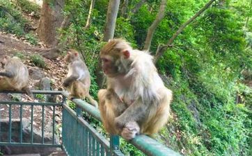 1992年属猴本年简单怀孕吗，92年属猴人2022年子女运