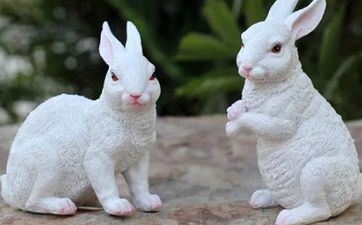 属相兔2023年有贵人吗 2023年属兔下半年要出大事？