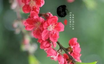 清明节去目标家有啥考究吗？清明坟上的树可不能够随意坎