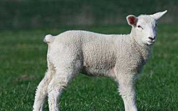 属羊人射中注定的另一半，谁是属羊人的命定良缘