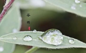 谷雨吃什么传统食物 正是喝谷雨茶的好日子
