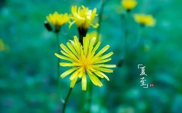 夏至节气的传统活动及食物 夏至节气的传统活动及食物