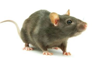 84年属鼠38岁婚姻 性情独立爱情顺畅