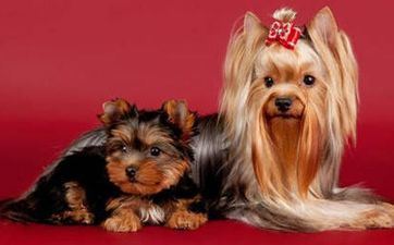 1994年属狗女什么时分动婚 婚配宜忌查询