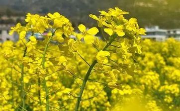 清明节有哪些传统习俗 有什么忌讳