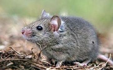 属相鼠在2022年8月会遇见真爱吗 催旺桃花荣获喜爱