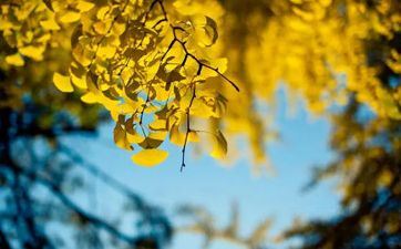 出生于处暑节气这天的属羊人命运好不好？