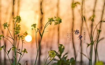 不同年份的属羊人出世在春分节气命运怎么? 不同年份的属羊人出世在春分节气命运怎么?