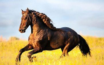 属马的女性嫁给属蛇的怎么样 马蛇婚姻合财吗 属马的女性嫁给属蛇的怎么样 马蛇婚姻合财吗