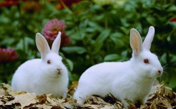 属牛和属兔同事好不好，有什么注意事项