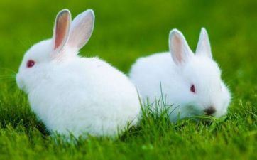 2023年属兔人1月领证黄道好日子 宜挂号的好日子