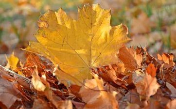 立秋有几个秋老虎 立秋后秋老虎有多少天