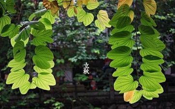 立秋节气的耕耘活动及传统美食