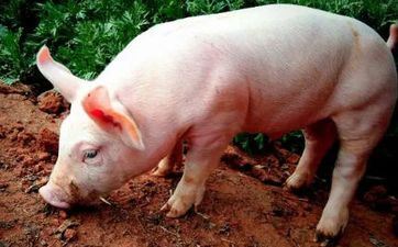 猪男最宠哪个属相女 属猪人命中注定的另一半