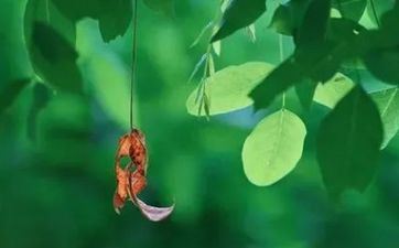 处暑节气的饮食风俗及摄生技巧