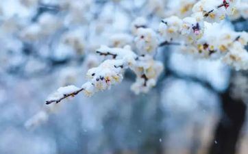 属龙人在小雪节气出世的好吗?是好命吗 属龙人在小雪节气出世的好吗?是好命吗