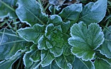 谷雨节气的习俗及摄生准则 谷雨节气的习俗及摄生准则