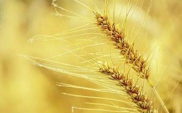 好日子吉时查询 2022年6月6日芒种时辰吉凶一览表