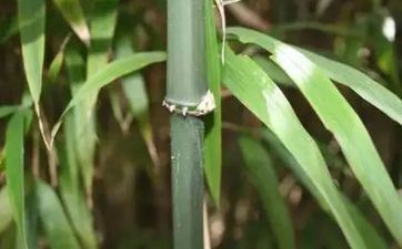 家里金鱼缸放哪个方位好一点 家庭金鱼缸应该放室内哪里