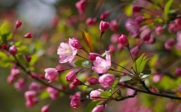 清明是春季的第五个节气 也是外出郊游的好时机