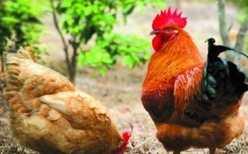 2024年8月23日属相鸡五行穿衣攻略