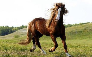 2022年属马人运势及运程怎样？属马人终身运势及运程剖析