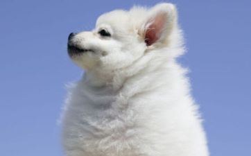 2024年1月21日属相狗五行穿衣攻略