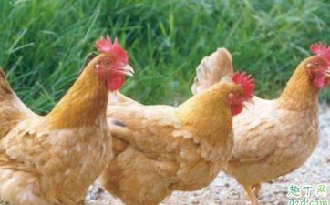 2023年7月19日属相鸡五行穿衣攻略