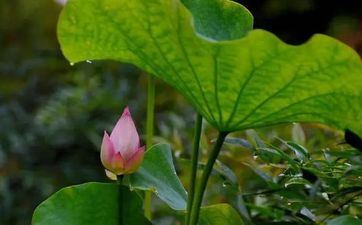 大暑节气的意义是什么意思 大暑节气诗词大全