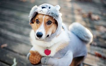 属狗2023年有大喜缠身 属狗人2023年需求留心什么 属狗2023年有大喜缠身 属狗人2023年需求留心什么