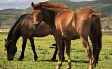 2023年8月8日属相马五行穿衣攻略