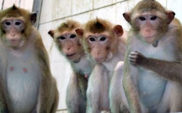 2023年12月26日属相猴五行穿衣攻略